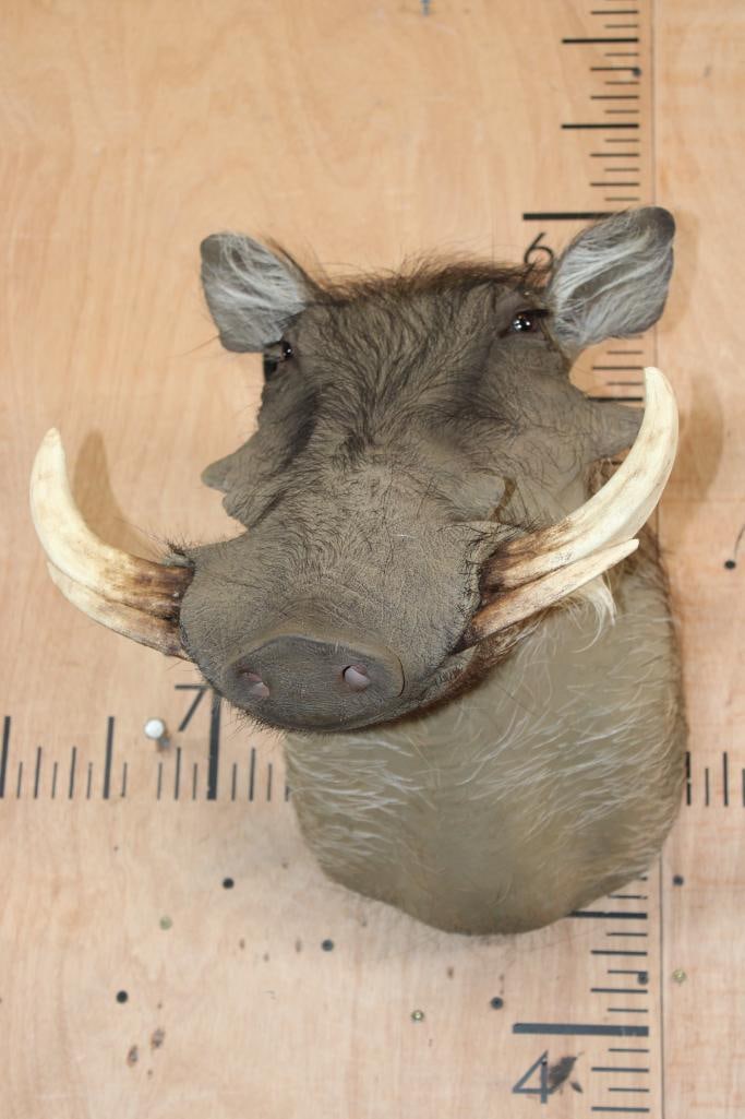 WARTHOG Shoulder Mount - 3