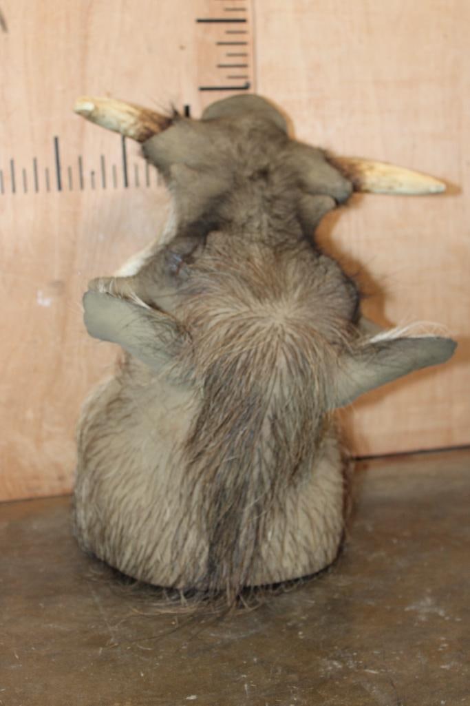 WARTHOG Shoulder Mount - 6