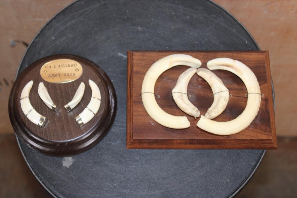 (2) Small Sets of HOG Tusks on Wooden Plaques (1 of 5)