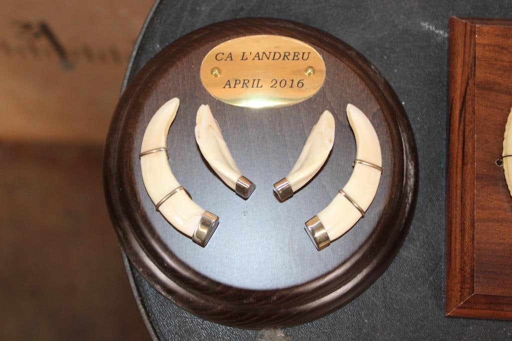 (2) Small Sets of HOG Tusks on Wooden Plaques - 2