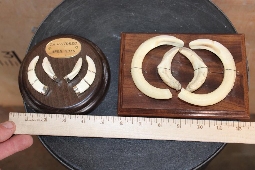 (2) Small Sets of HOG Tusks on Wooden Plaques - 3