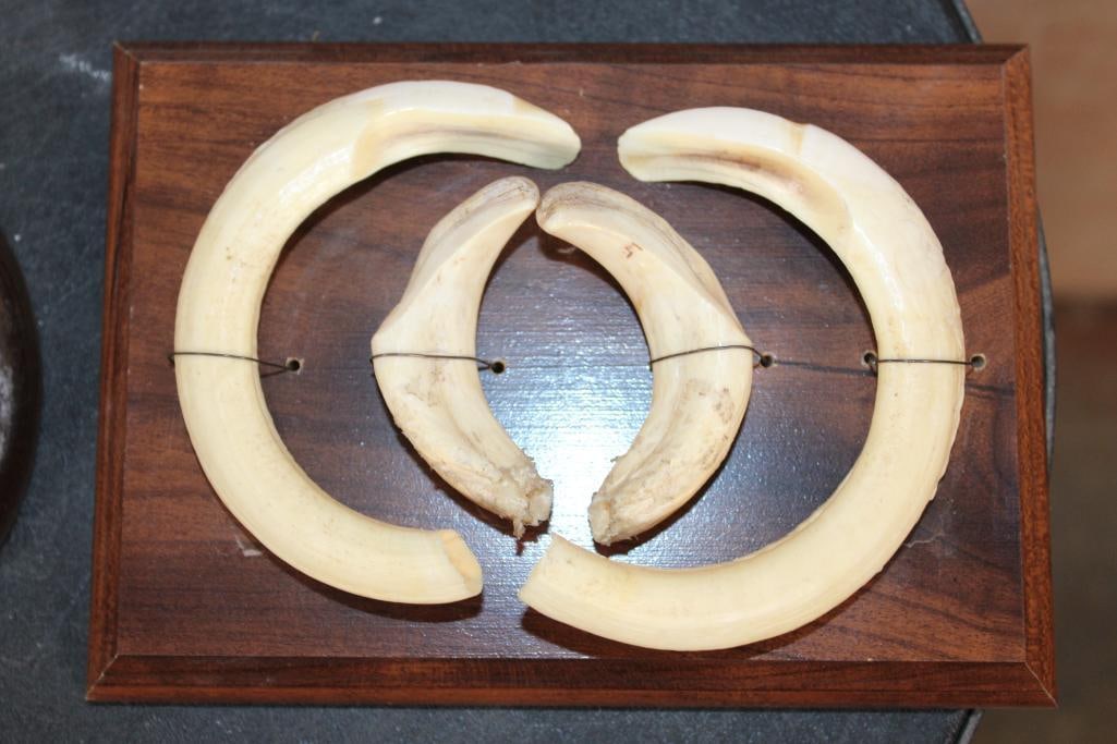 (2) Small Sets of HOG Tusks on Wooden Plaques - 4