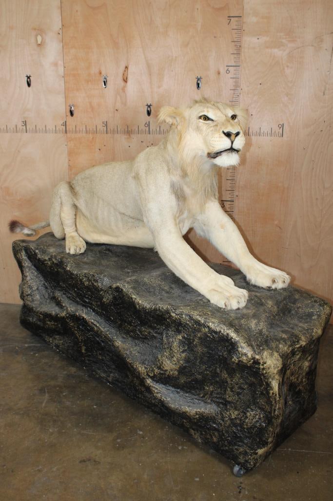 *TEXAS RESIDENTS ONLY* Life-sized AFRICAN LION on a Decorative Rock Base with Wheels: *TEXAS RESIDENTS ONLY*! Life-sized AFRICAN LION on a Decorative Rock Base with Wheels. The Total Mount measures 83" Long x 32" Wide x 65" Tall. It has All its Big Claws. This Lion in Very Good