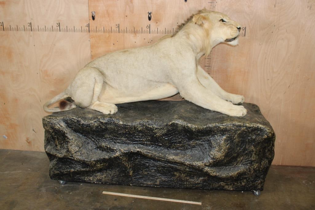 *TEXAS RESIDENTS ONLY* Life-sized AFRICAN LION on a Decorative Rock Base with Wheels - 2