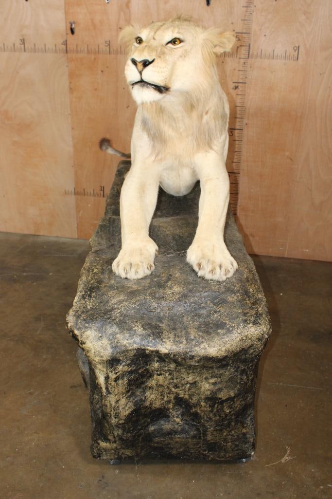 *TEXAS RESIDENTS ONLY* Life-sized AFRICAN LION on a Decorative Rock Base with Wheels - 3