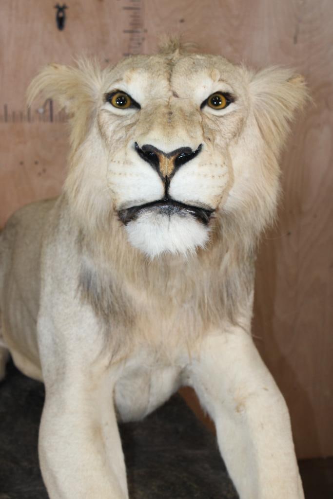 *TEXAS RESIDENTS ONLY* Life-sized AFRICAN LION on a Decorative Rock Base with Wheels - 4