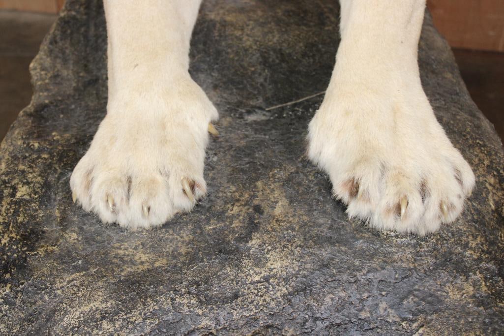 *TEXAS RESIDENTS ONLY* Life-sized AFRICAN LION on a Decorative Rock Base with Wheels - 5