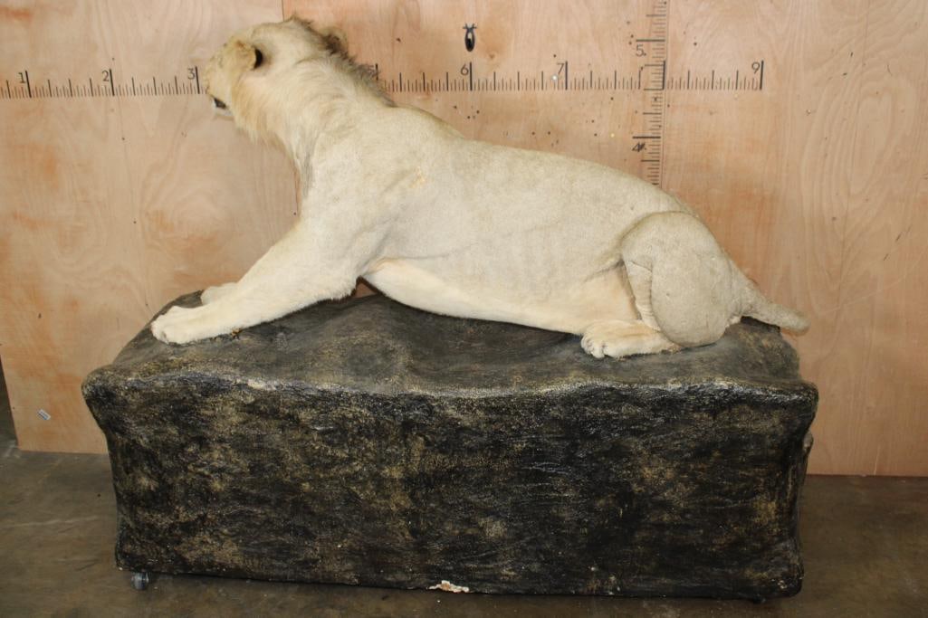 *TEXAS RESIDENTS ONLY* Life-sized AFRICAN LION on a Decorative Rock Base with Wheels - 6