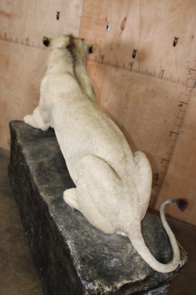 *TEXAS RESIDENTS ONLY* Life-sized AFRICAN LION on a Decorative Rock Base with Wheels - 8
