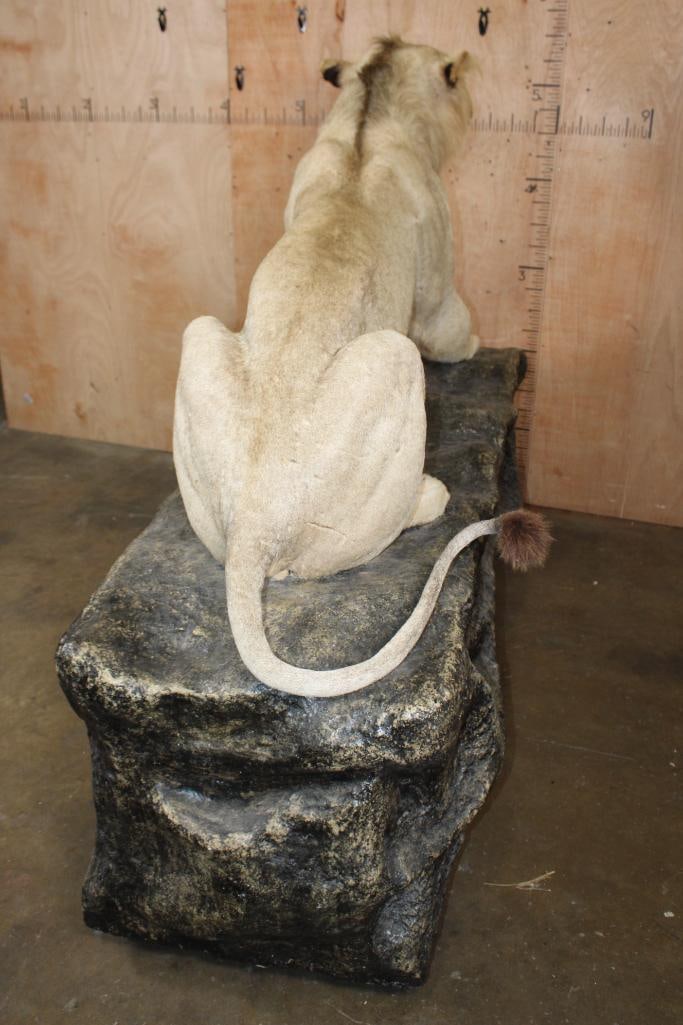 *TEXAS RESIDENTS ONLY* Life-sized AFRICAN LION on a Decorative Rock Base with Wheels - 9