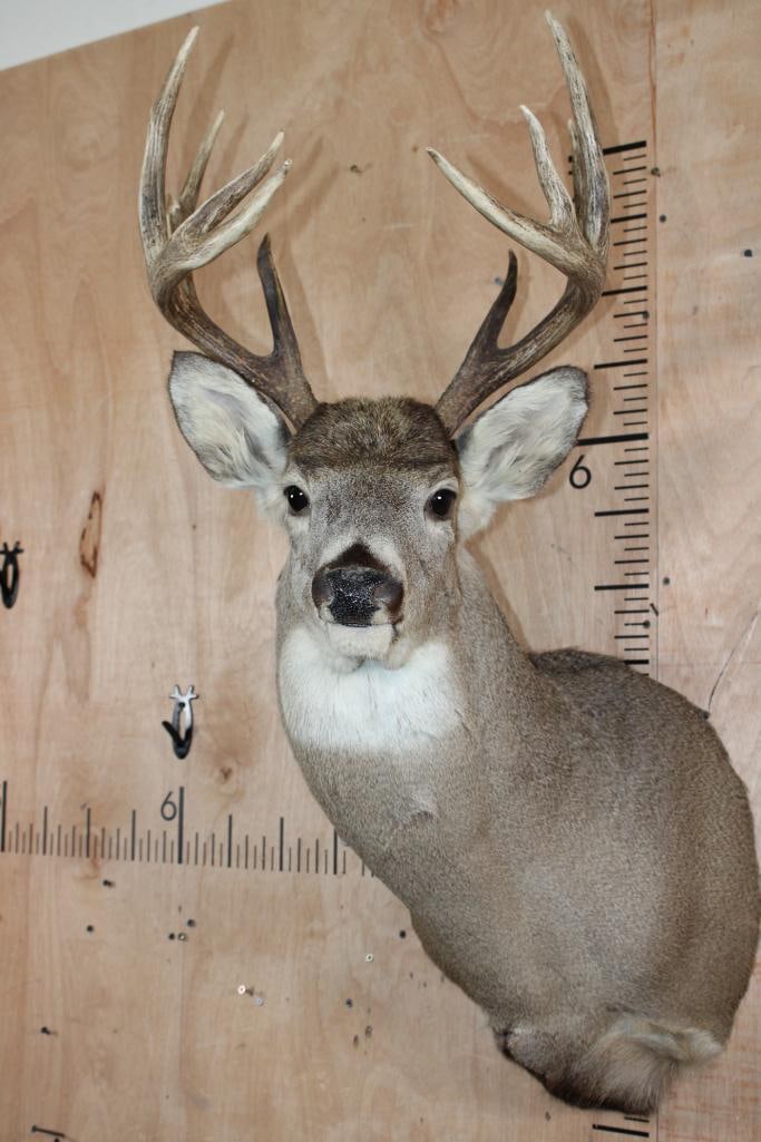 10-Point WHITETAIL DEER Shoulder Mount: Very Nice, Clean, and Newer 10-Point WHITETAIL DEER Shoulder Mount. It has a 15.5" Spread and is in Very Good Condition. TAXIDERMY 