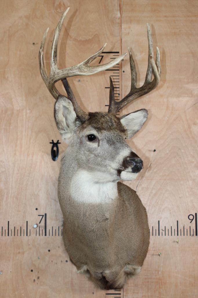 10-Point WHITETAIL DEER Shoulder Mount - 2