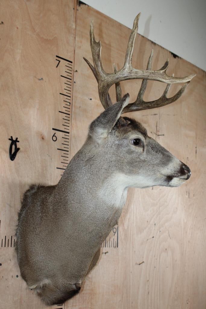 10-Point WHITETAIL DEER Shoulder Mount - 3