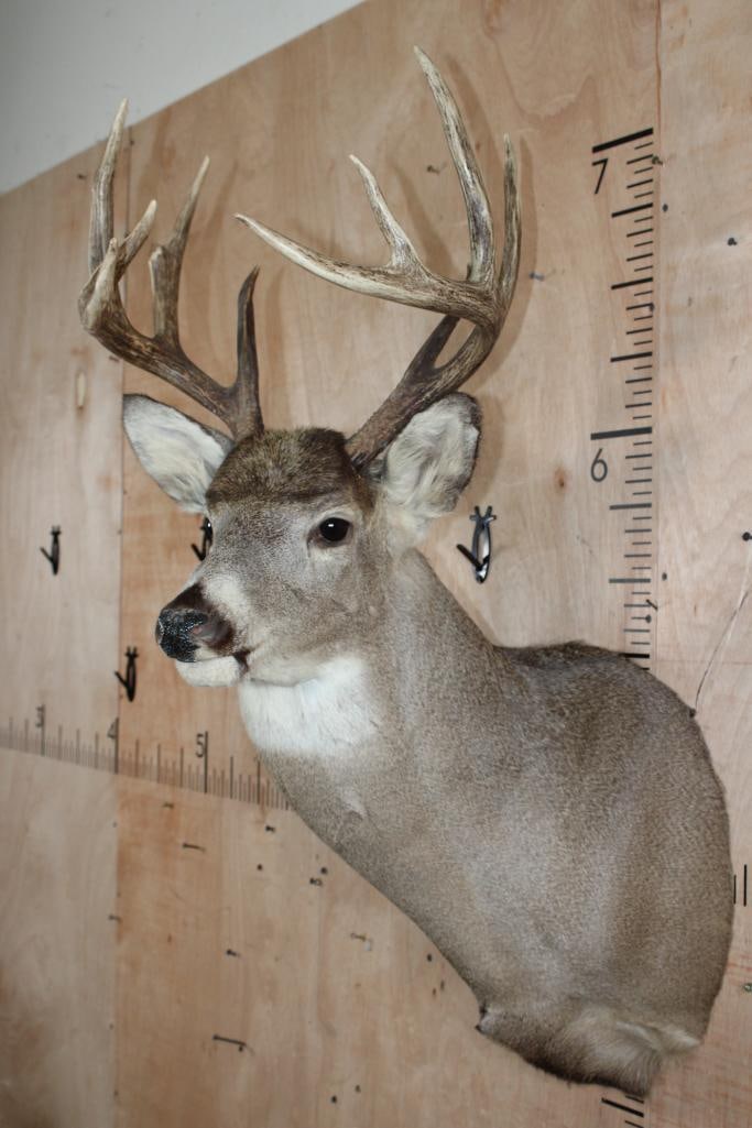 10-Point WHITETAIL DEER Shoulder Mount - 4