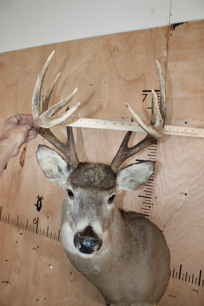 10-Point WHITETAIL DEER Shoulder Mount - 5