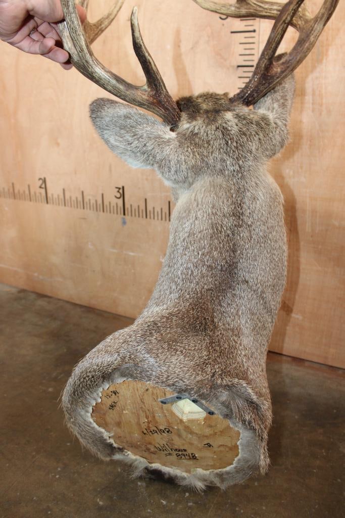 10-Point WHITETAIL DEER Shoulder Mount - 6