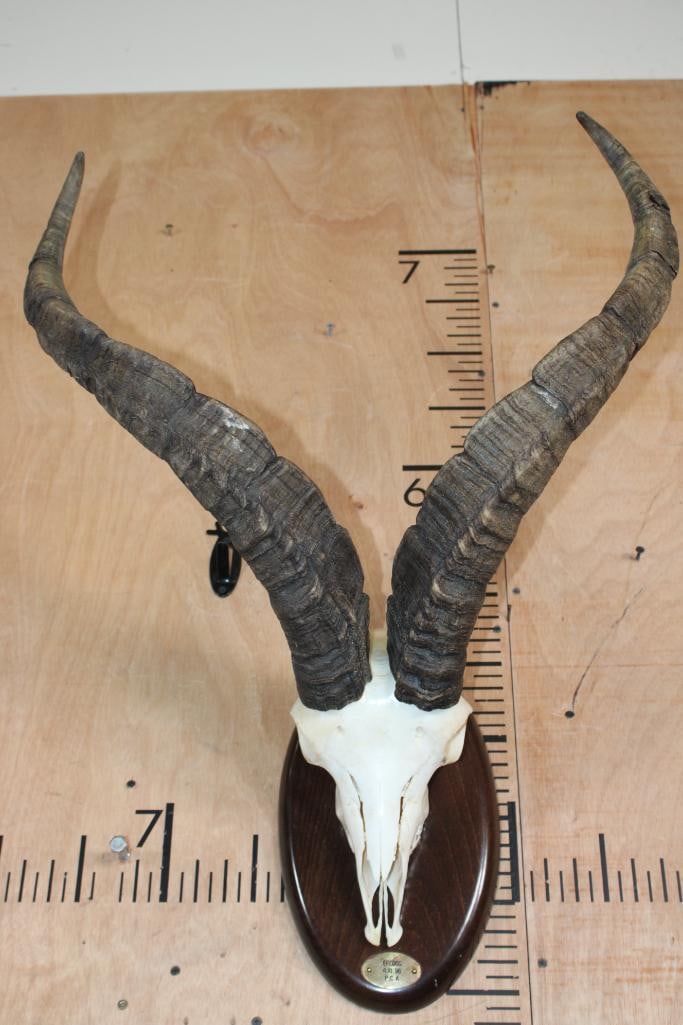 GREDOS IBEX Skull on a Wood Plaque: Very Nice GREDOS IBEX Skull. The Horns measure 25 5/8" and 25 5/8" Long. It has All its Teeth and is mounted on a Wood Plaque. It was "Taken" in 1996. TAXIDERMY SKULLS 