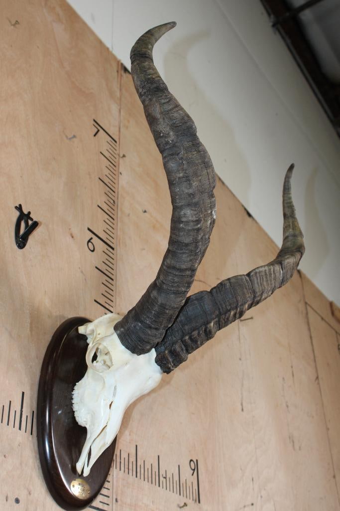 GREDOS IBEX Skull on a Wood Plaque - 2