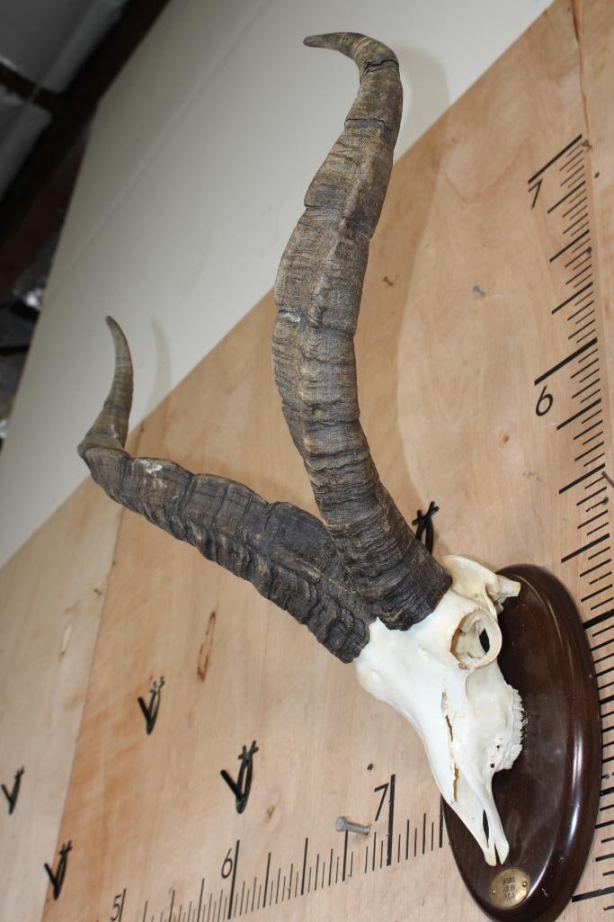 GREDOS IBEX Skull on a Wood Plaque - 3