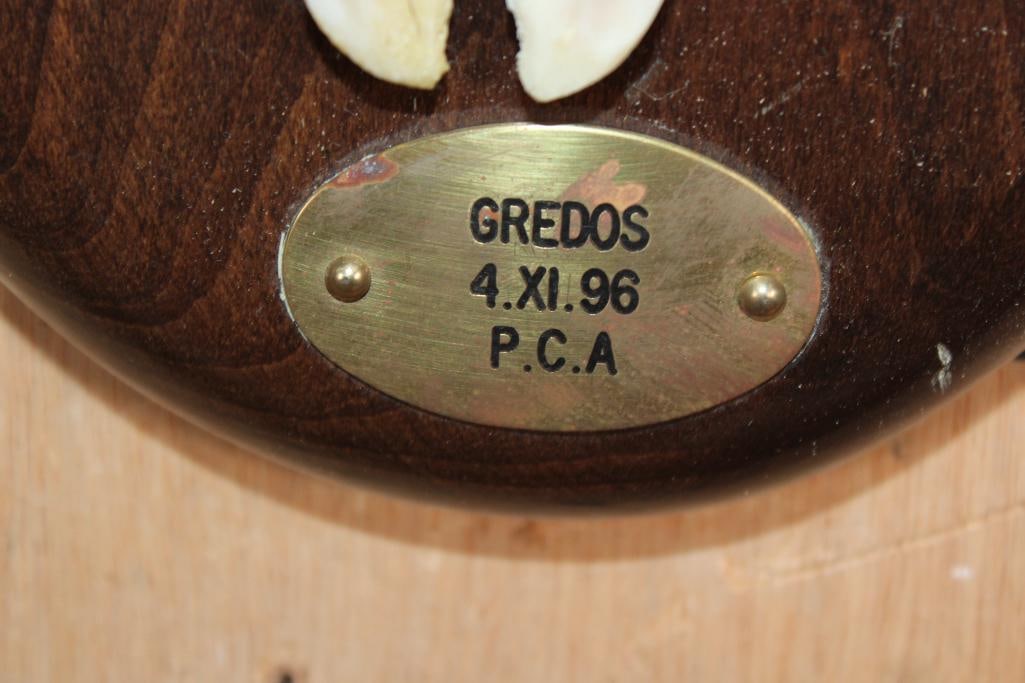 GREDOS IBEX Skull on a Wood Plaque - 4