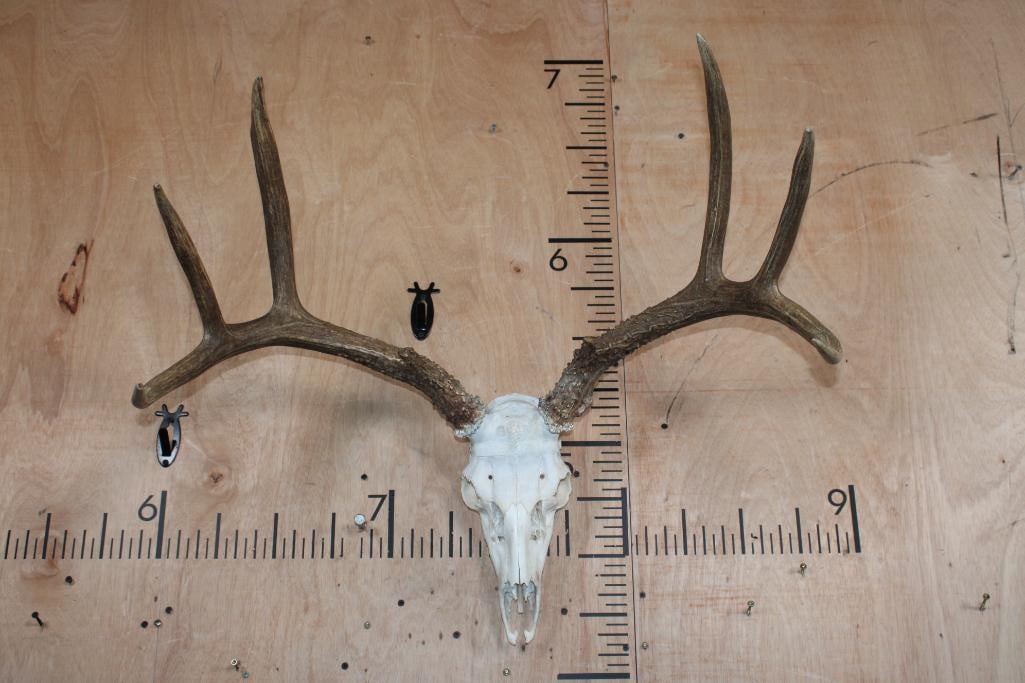 XXL 8-Point Typical WHITETAIL DEER Skull: XXL 8-Point Typical WHITETAIL DEER Skull. It has a 29.5" Spread and All its Teeth. There is minor nose cone damage. TAXIDERMY SKULLS 