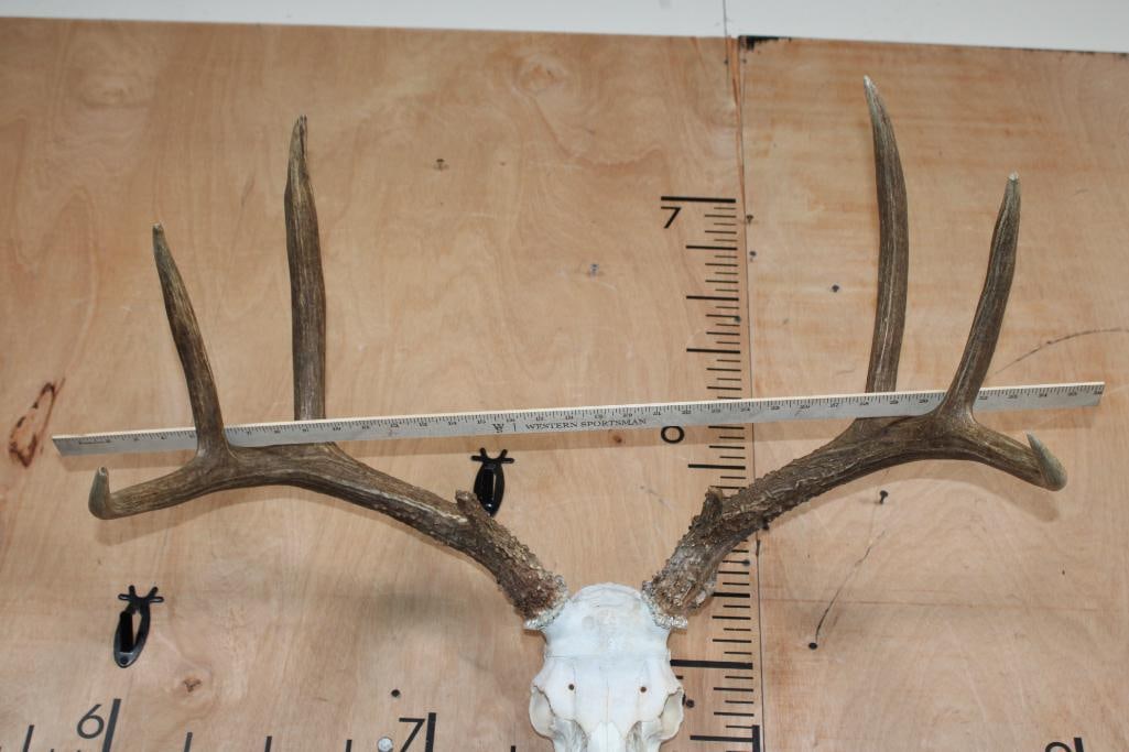 XXL 8-Point Typical WHITETAIL DEER Skull - 2