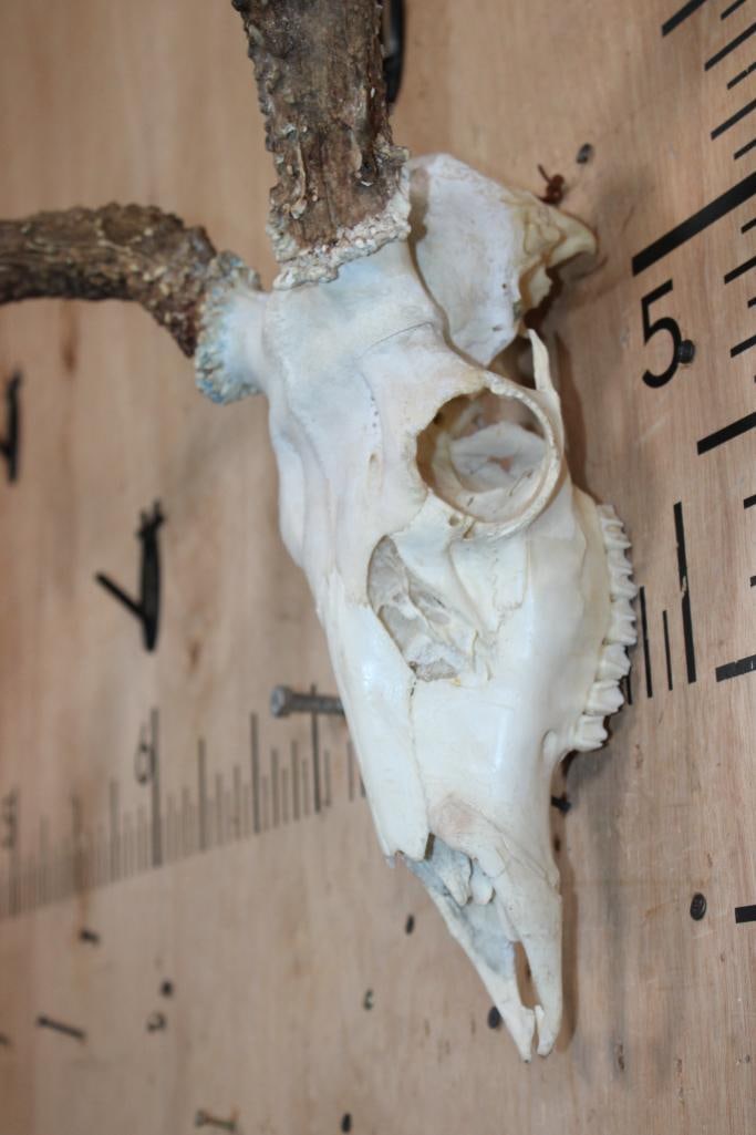 XXL 8-Point Typical WHITETAIL DEER Skull - 3