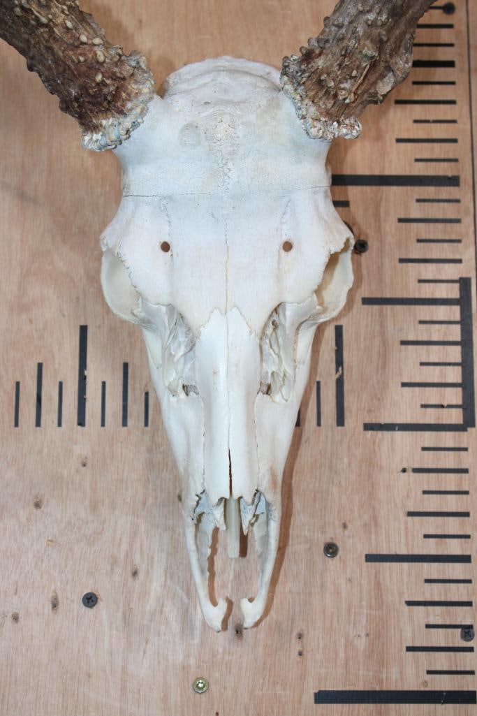 XXL 8-Point Typical WHITETAIL DEER Skull - 4