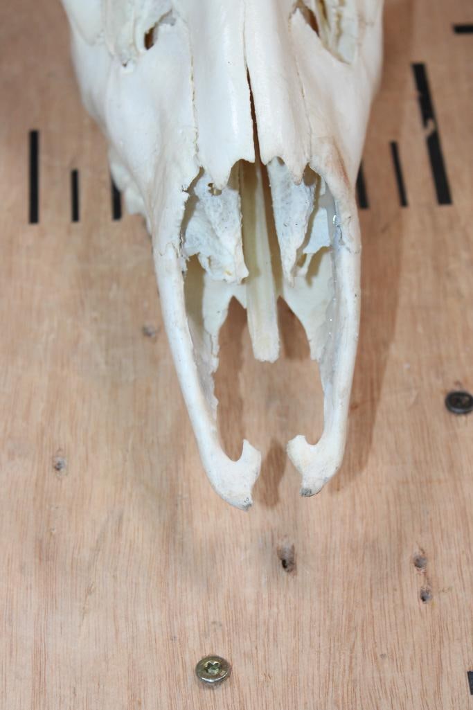 XXL 8-Point Typical WHITETAIL DEER Skull - 5