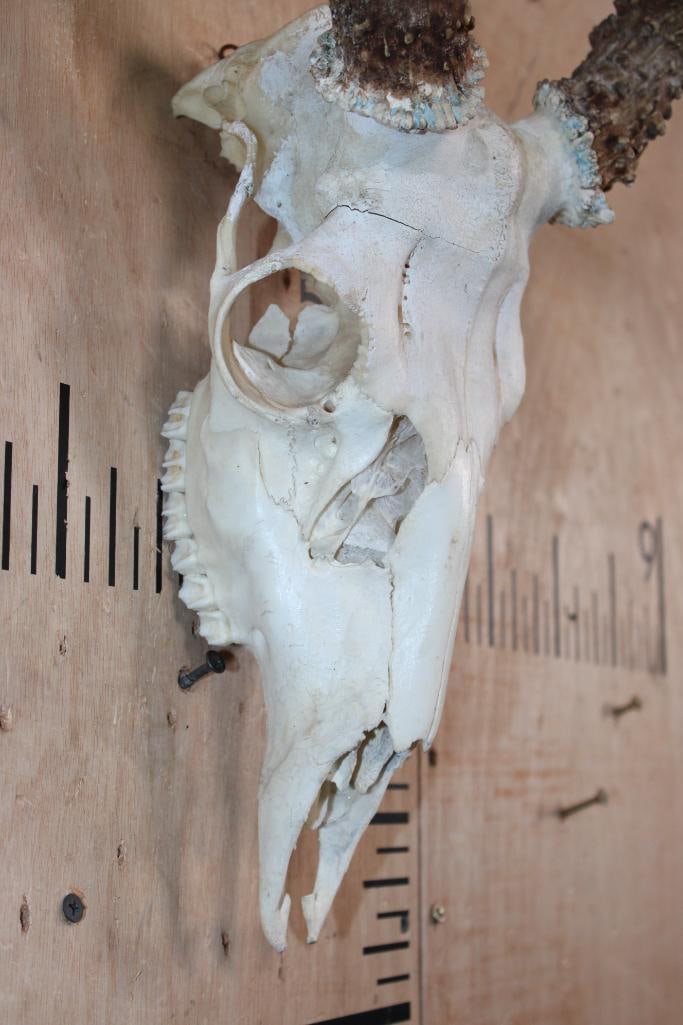 XXL 8-Point Typical WHITETAIL DEER Skull - 6