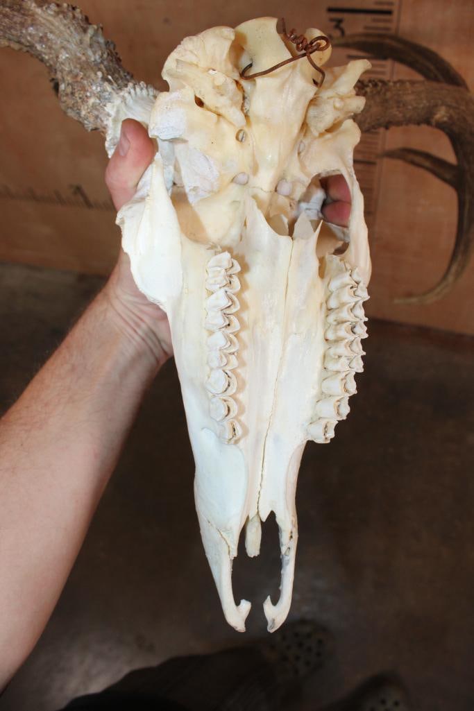 XXL 8-Point Typical WHITETAIL DEER Skull - 7