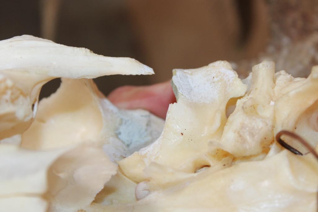 XXL 8-Point Typical WHITETAIL DEER Skull - 8