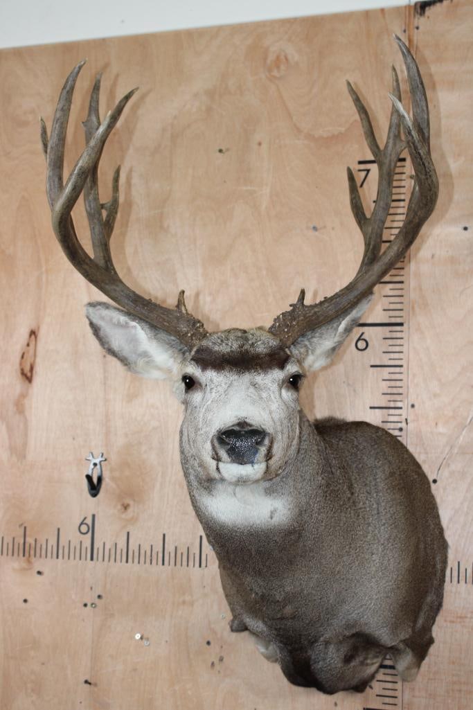 15-Point MULE DEER Shoulder Mount: Very Nice 15-Point MULE DEER Shoulder Mount. It has a 22.25" Spread and is in Good Condition. TAXIDERMY 