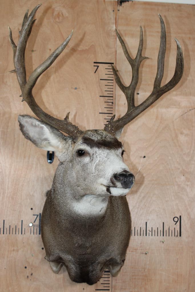 15-Point MULE DEER Shoulder Mount - 2