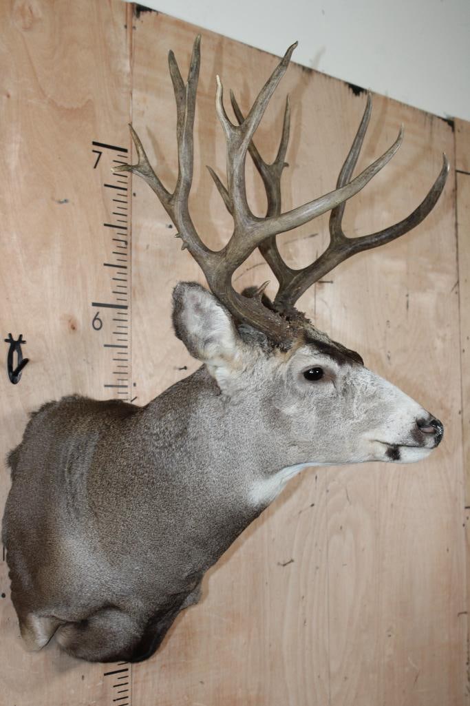15-Point MULE DEER Shoulder Mount - 3