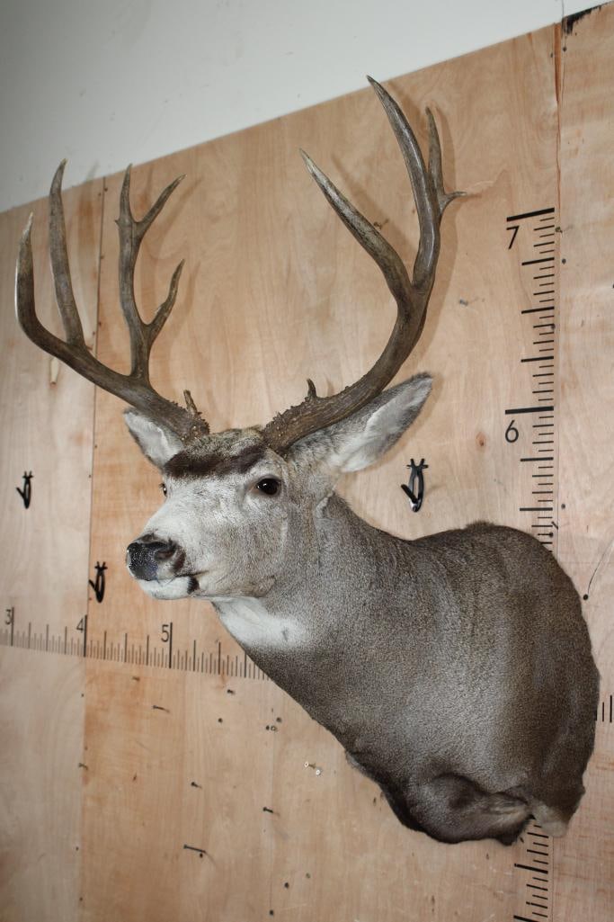 15-Point MULE DEER Shoulder Mount - 4