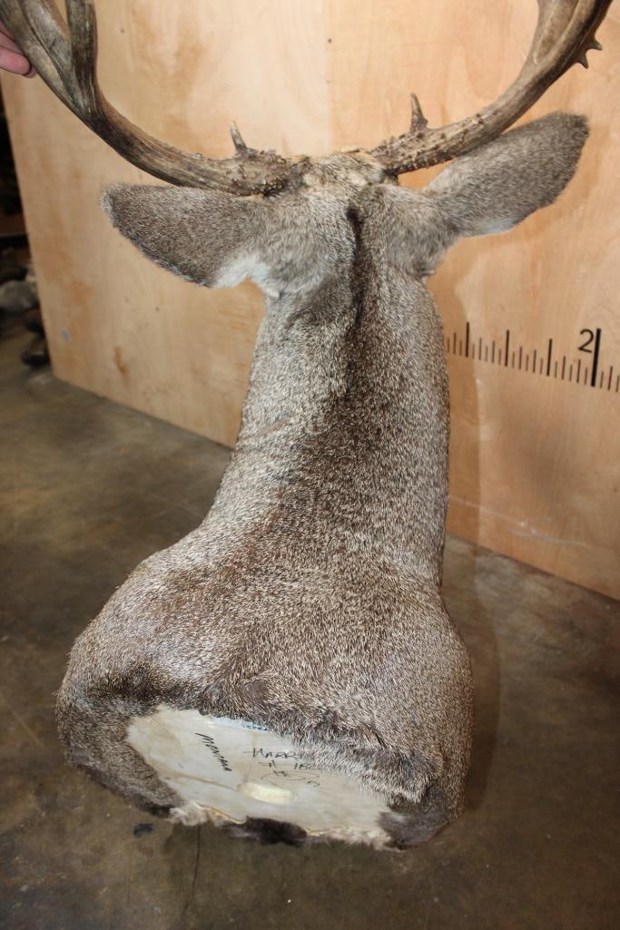15-Point MULE DEER Shoulder Mount - 5