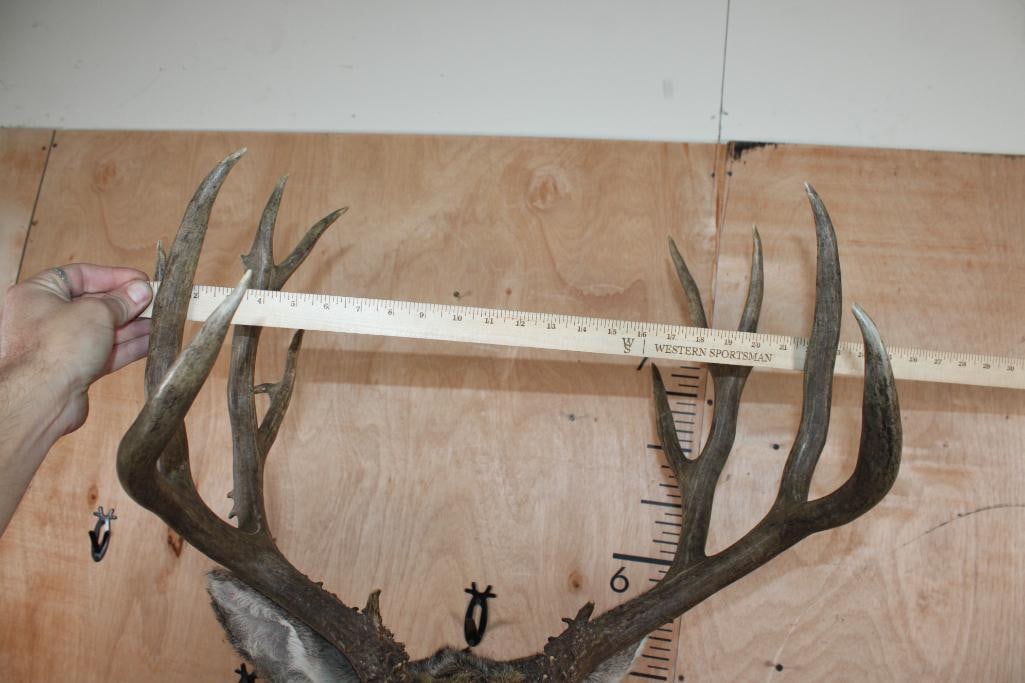 15-Point MULE DEER Shoulder Mount - 6