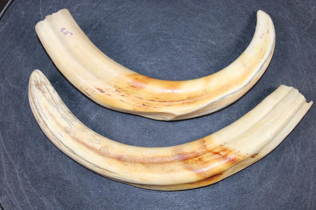 Big Set of WARTHOG Tusks: Nice Big Set of WARTHOG Tusks with natural patina. They measure 11 7/8" and 11 3/8" Long and Weigh 1 lb Total. TAXIDERMY 