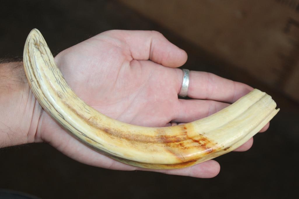 Big Set of WARTHOG Tusks - 2