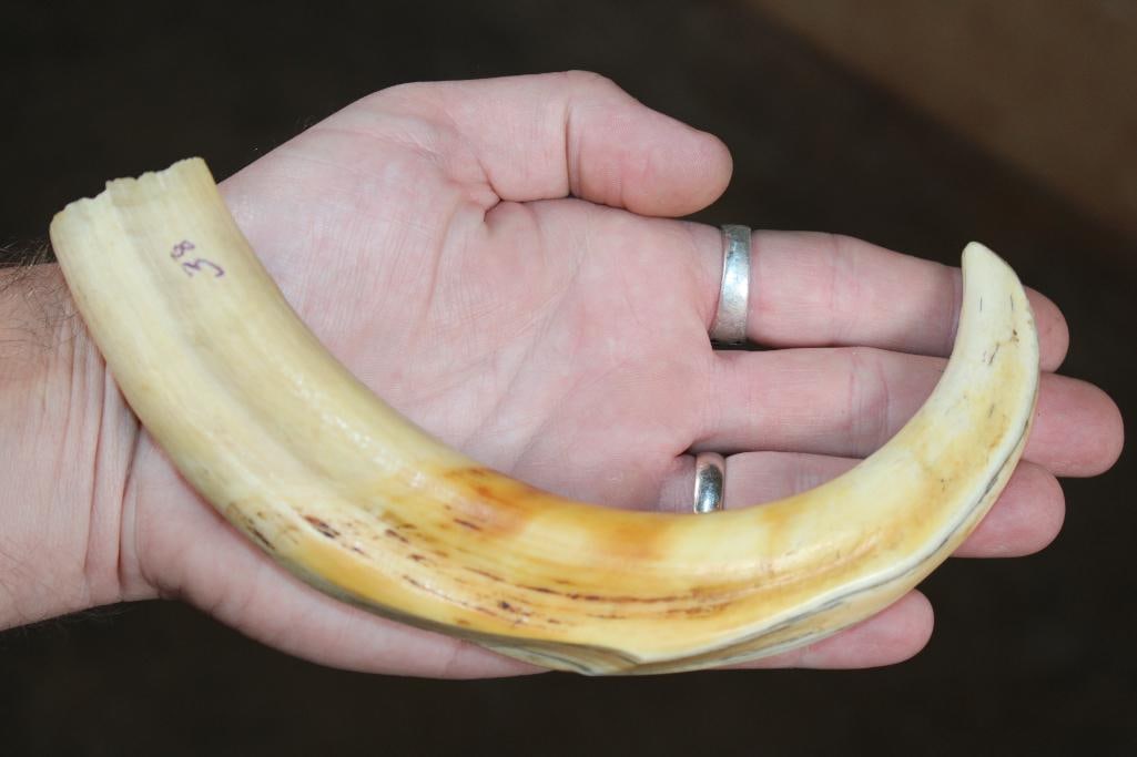 Big Set of WARTHOG Tusks - 3