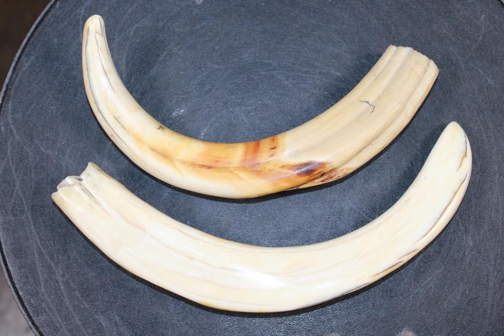 Big Set of WARTHOG Tusks - 4