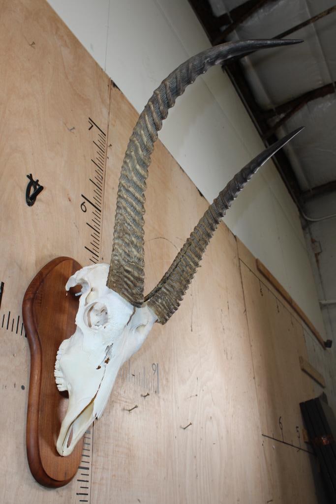 XL WATERBUCK Skull on a Wood Plaque - 2