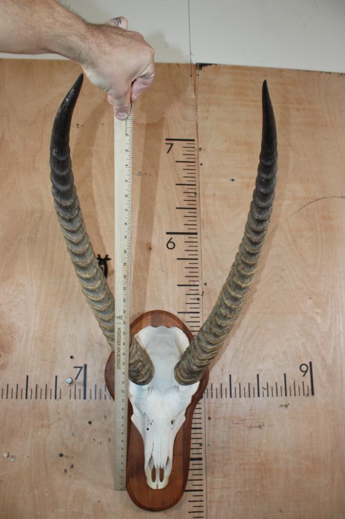 XL WATERBUCK Skull on a Wood Plaque - 4
