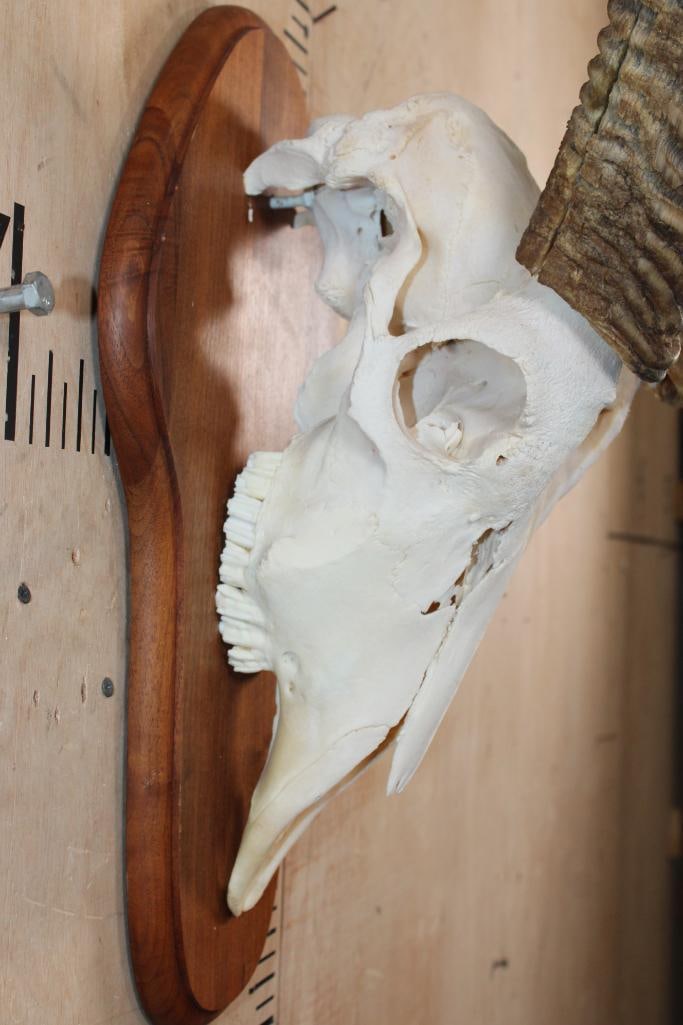 XL WATERBUCK Skull on a Wood Plaque - 5