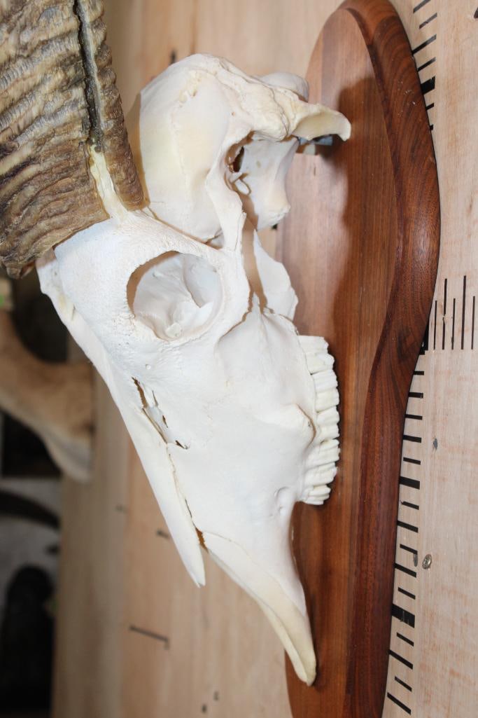 XL WATERBUCK Skull on a Wood Plaque - 6
