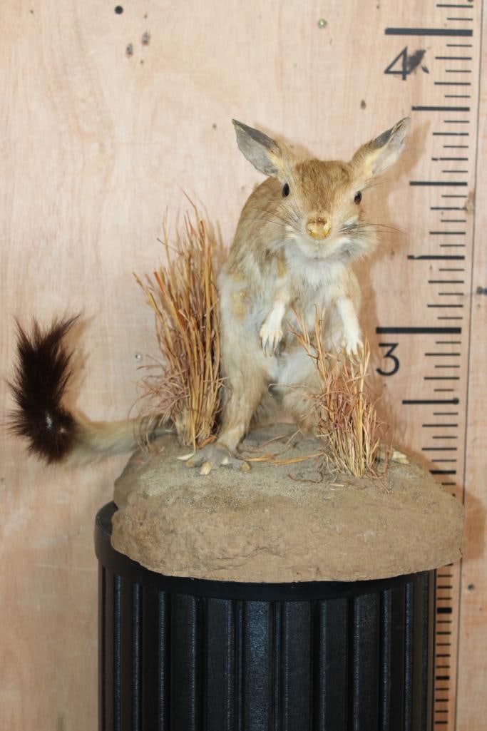 Life-sized South African SPRINGHARE on a Natural Base - 2