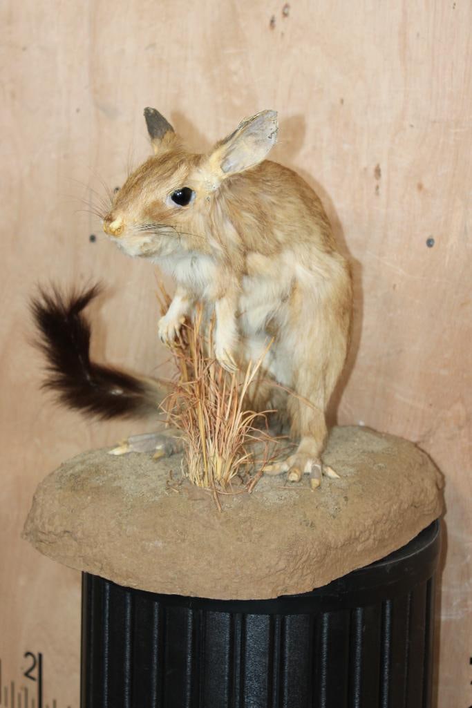Life-sized South African SPRINGHARE on a Natural Base - 3