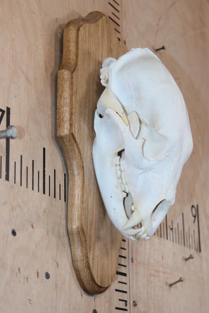 BLACK BEAR Skull on a Wood Plaque - 2