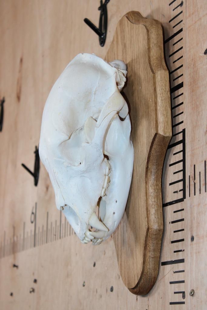 BLACK BEAR Skull on a Wood Plaque - 3